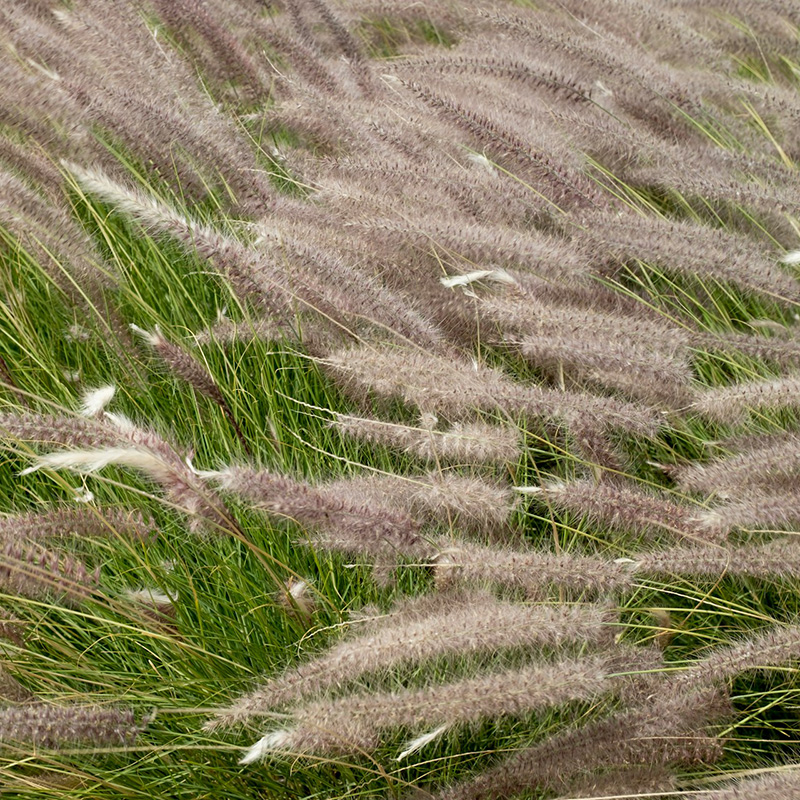 Suitability  Preparation